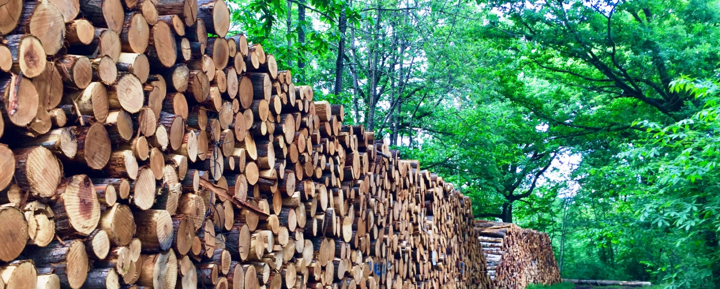 La structuration de la filière forêt-bois