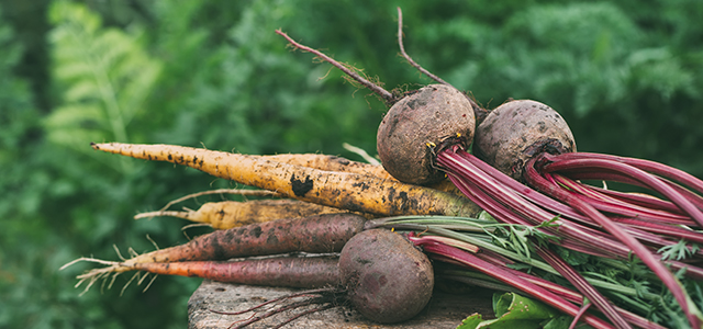 Présentatioin de betteraves rouges et carottes issues de culture bio