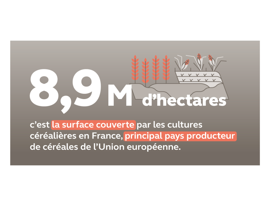 Rapport public annuel 2024, infographie sur les cultures céréalières