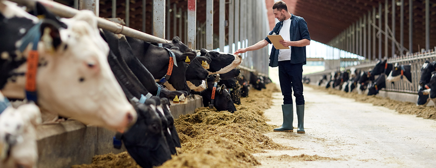 Agriculteur et vaches dans leurs étables