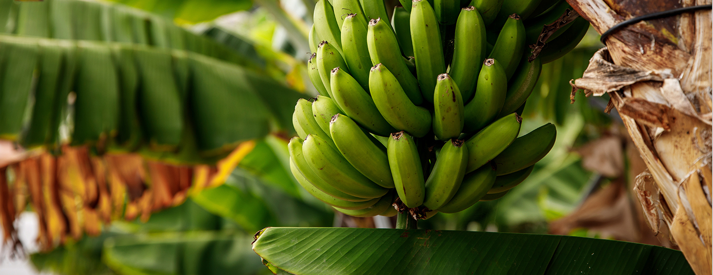Vue d'un bananier et d'un régime de bananes vertes dans une bananeraie