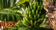 Vue d'un bananier et d'un régime de bananes vertes dans une bananeraie