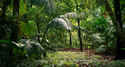 Forêt guyanaise